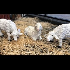 19" Lambs for 39" Nativity Set SKU 53376