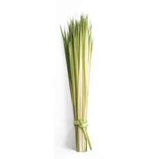 Long Double Palm Strips SKU SLP