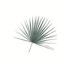 Mediterranean Fan Palm Decor SKU MP