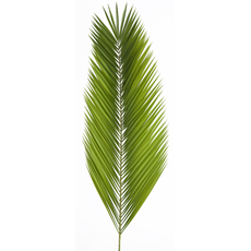 Date Palm SKU DP
