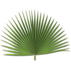 Fan Palm SKU FP