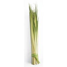 Short Double Palm Strips SKU SDP