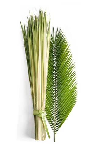Palms For Sale