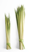 Bundles of Short and Tall Palm Strips for Palm Sunday Services